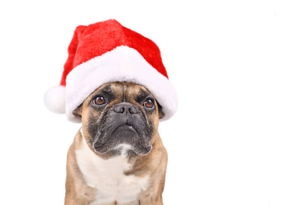 istock Santa Claus Christmas dog 1356403748