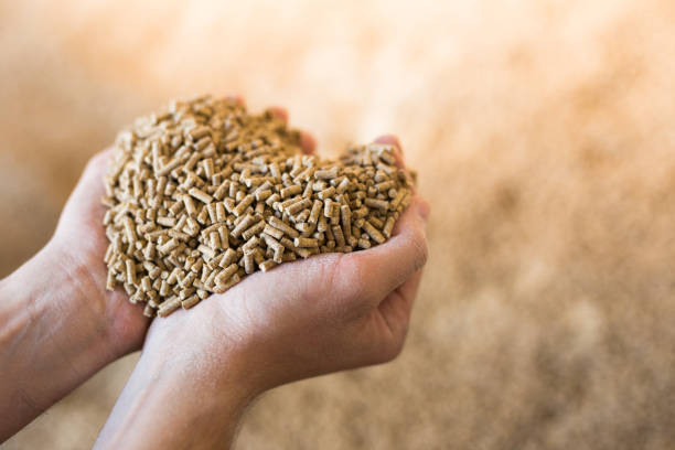 istock Hands holding bunch of fodder for calfs 1356403927
