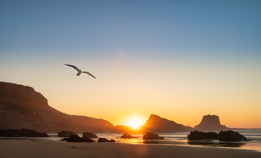 gaviota volando sobre la arena de Zambujeira do Mar en la Costa Vicentina en Portugal al atardecer photo