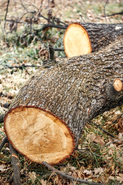istock A cut tree in the forest. Nature destrucdio fact. 1356404092