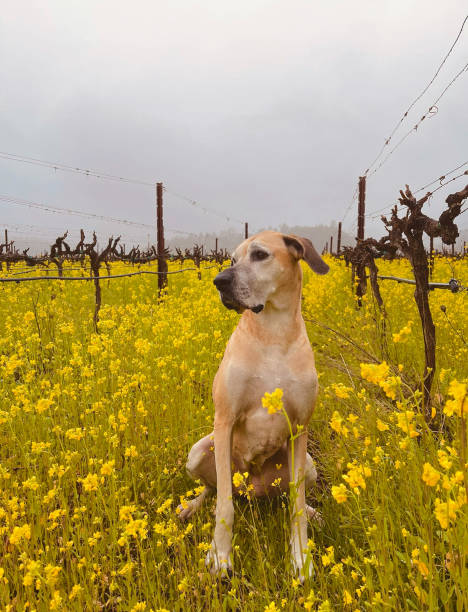 Happy dog Grey Dane in mustard vineyard wachs stock pictures, royalty-free photos & images