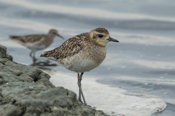 冬の羽毛の太平洋ゴールデンプラウバー - golden plover ストックフォトと画像