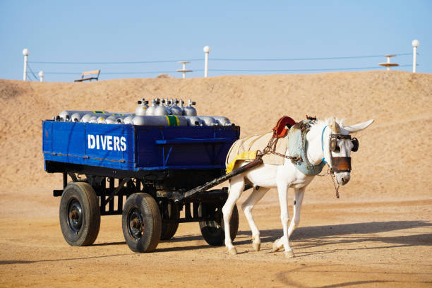 un âne blanc attelé à une charrette transporte divers bouteilles d’oxygène. égypte, marsa alam. - tire track egypt track africa photos et images de collection