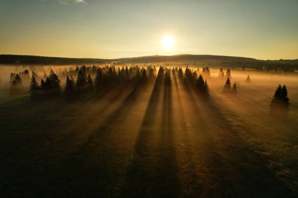 istock Sunrise foggy lines forest 1356406628