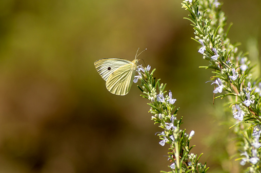 butterfly perched on a rosemary plant with purple flowers
