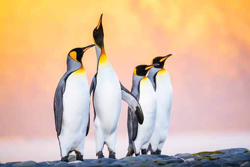El pingüino rey (Aptenodytes patagonicus) es la segunda especie más grande de pingüino, más pequeño, pero algo similar en apariencia al pingüino emperador. photo