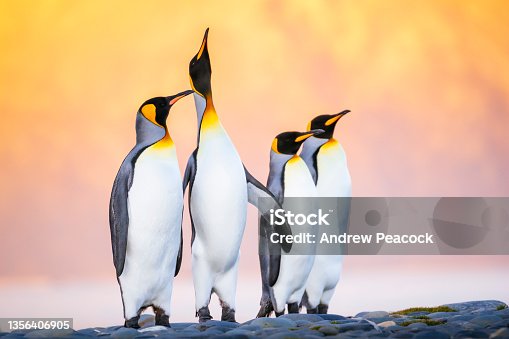 istock The king penguin (Aptenodytes patagonicus) is the second largest species of penguin, smaller, but somewhat similar in appearance to the emperor penguin. 1356406905