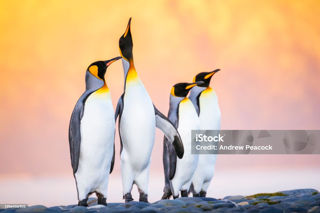 The king penguin (Aptenodytes patagonicus) is the second largest species of penguin, smaller, but somewhat similar in appearance to the emperor penguin. King Penguins, Salisbury Plain, South Georgia Island. Penguin Stock Photo
