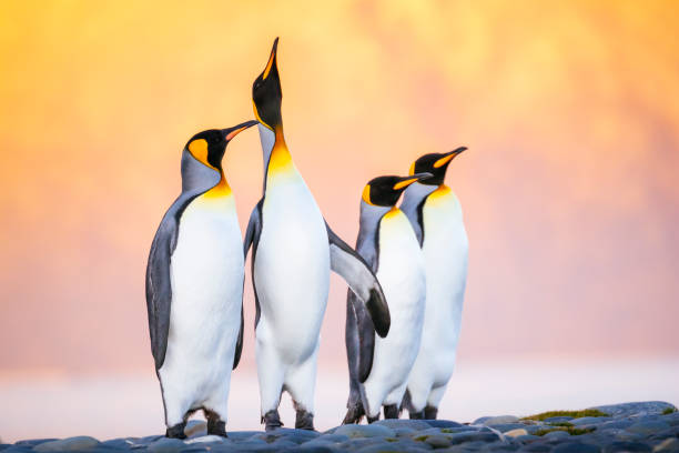 The king penguin (Aptenodytes patagonicus) is the second largest species of penguin, smaller, but somewhat similar in appearance to the emperor penguin. King Penguins, Salisbury Plain, South Georgia Island. penguin stock pictures, royalty-free photos & images
