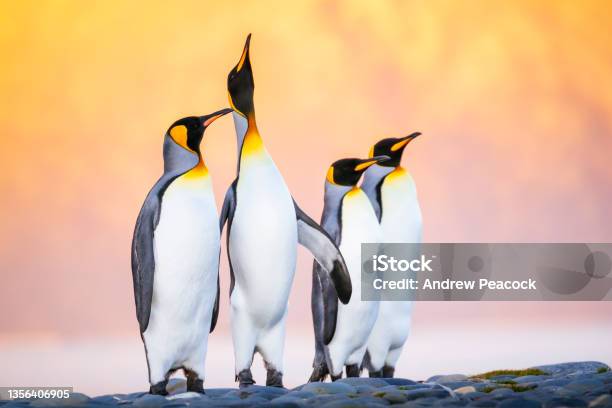 The King Penguin Is The Second Largest Species Of Penguin Smaller But Somewhat Similar In Appearance To The Emperor Penguin Stock Photo - Download Image Now