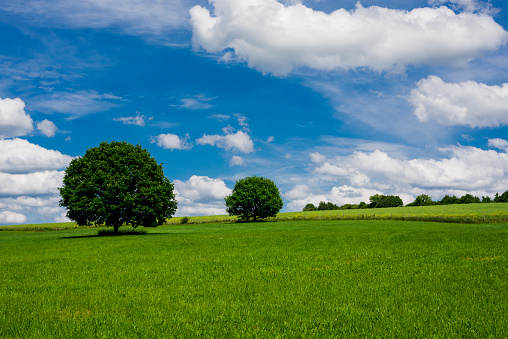 Scenic view in the countryside, two little trees on a hill with dramatic sky