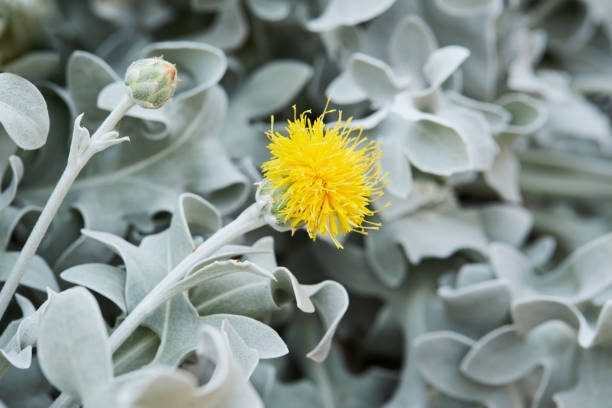 Beautiful silver leaves and yellow flowers of Centaurea cineraria Beautiful silver leaves and yellow flowers of Centaurea cineraria (Dusty miller) blooming outdoors cineraria maritima stock pictures, royalty-free photos & images