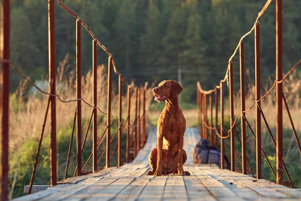 istock The dog for a walk 1356408757