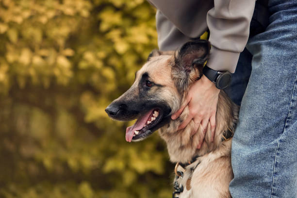 istock The dog for a walk 1356408770