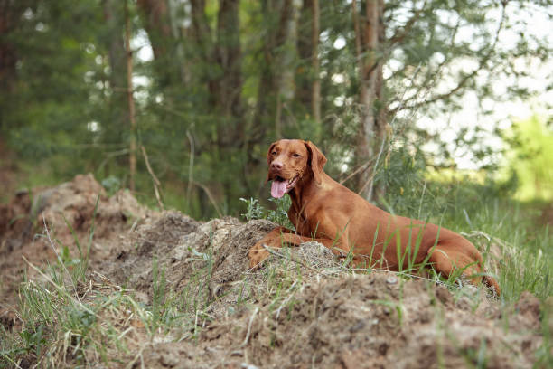 istock The dog for a walk 1356408791