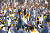 The king penguin (Aptenodytes patagonicus) is the second largest species of penguin, smaller, but somewhat similar in appearance to the emperor penguin.