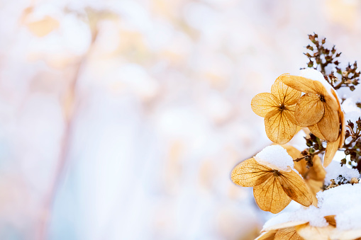 Dry flowers of hydrangea covered by snow on a defocused garden background. Space for copy.