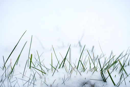 Blades of grass covered with first snow. Space for copy.