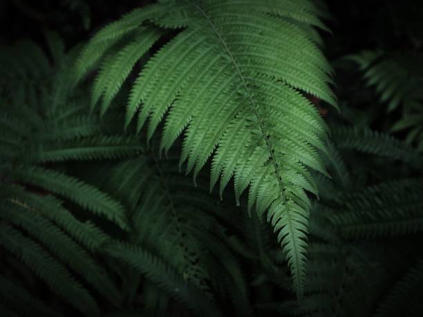 istock Green leaves photo for wallpaper 1356410271