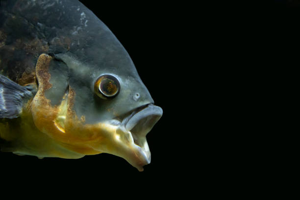 istock Bright tropical fish in the aquarium. 1356410711