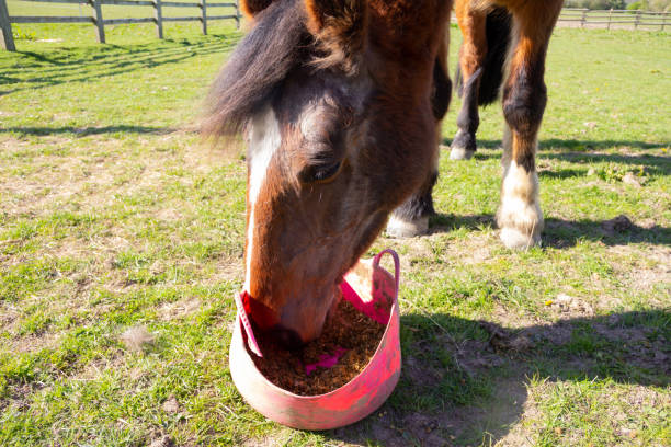 春の日にバケツから餌を与える馬のショットをクローズアップし、馬は毛皮の損失に苦しんでいて、脱皮や皮膚病によって引き起こされる大きなはげパッチを持っています - horse close up non urban scene spring ストックフォトと画像