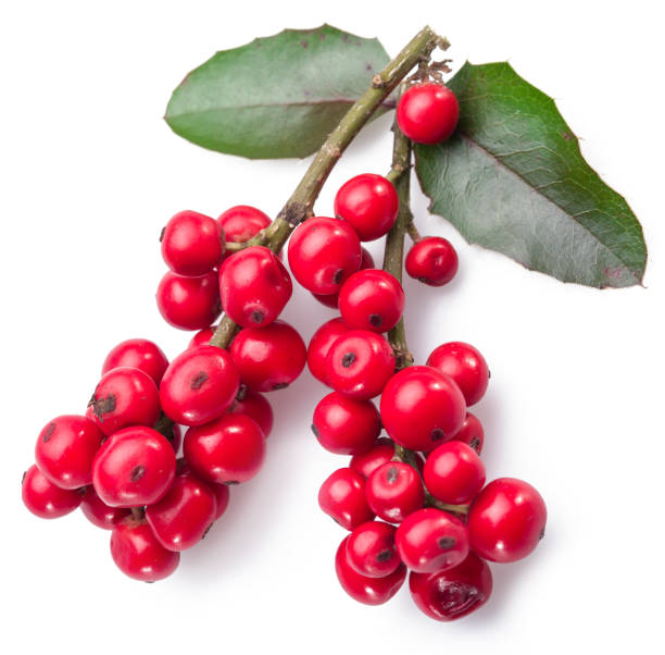 istock European Holly (Ilex) leaves and fruit on a white background. 1356412937