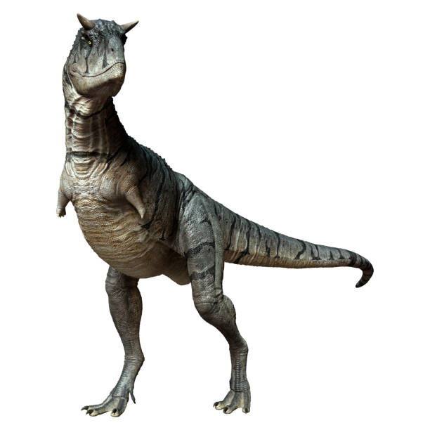 istock 3D illustration Carnotaurus Sastrei dinosaur on white 1356413074