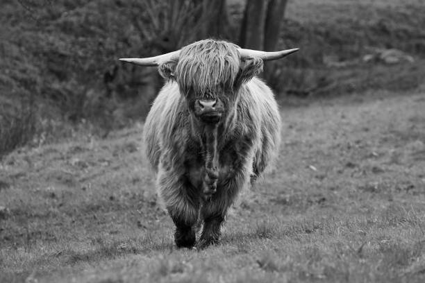 istock Scottish highland cow calf in field looking at camera 1356414479