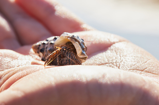 Macro shot of a small hermit crab with a seashell on a palm. Close up view