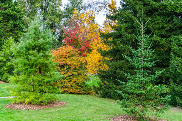 istock Washington Park Arboretum Autumn Road 8 1356416836