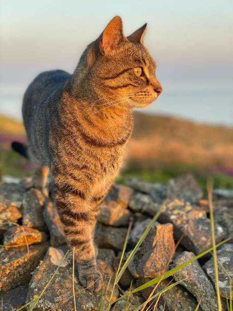 istock Domestic tabby cat during the golden hour on a dry stone wall 1356417238