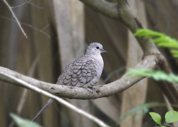 Inca Dove (columbina inca) perched in a tree Inca Dove (columbina inca) perched in a tree columbina inca stock pictures, royalty-free photos & images