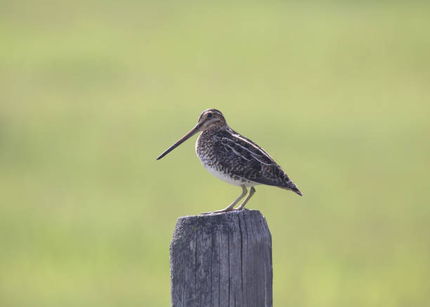istock Wilson's Snipe (gallinago delicata) posted on a wooden fence post 1356418329