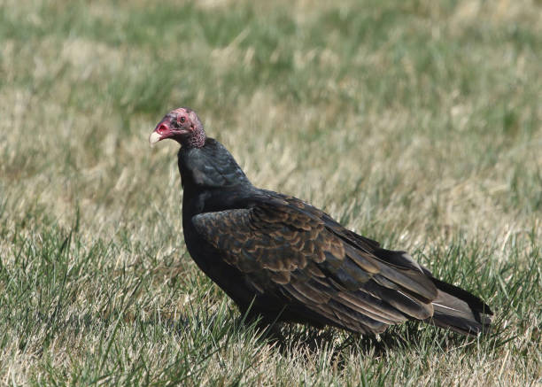 istock Turkey Vulture (cathartes aura) sitting in a grassy meadow 1356418345
