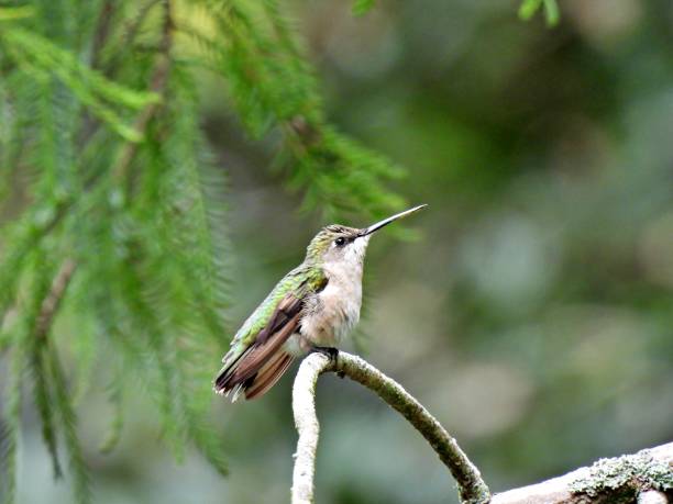 istock Ruby-throated Hummingbird (Archilochus colubris) female perched on a branch 1356418767