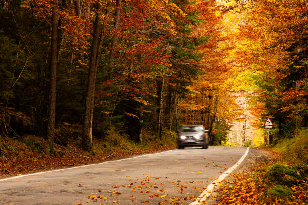 istock Car driving on the road through an autumn forest 1356419644
