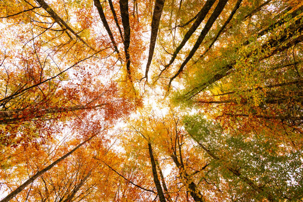 istock Upward view of trees with autumn colors 1356420232