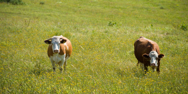 istock Black Sea highland cows 1356420385
