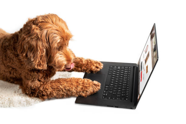 istock Isolated dog ordering products online for home delivery, side view. 1356422729