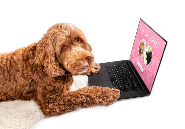 istock Dog using online dating app on laptop. 1356422754