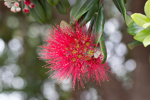 Macro closeup of a single Rata Tree (Metrosideros umbellata) Flower, endemic to New Zealand
