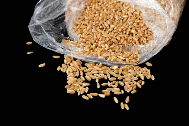 いくつかの乾燥した小麦は、黒の背景に立って、小麦のクローズアップ、 - wheat germ oil ストックフォトと画像