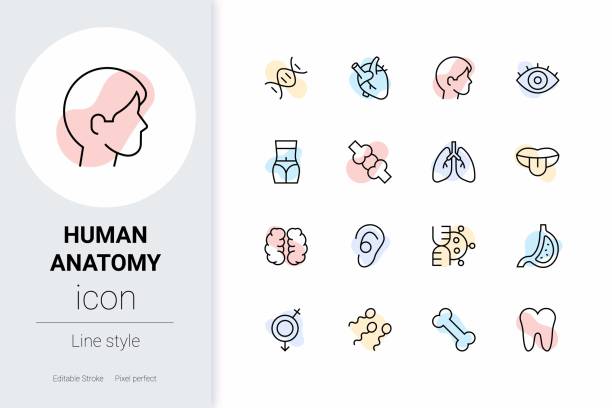 Human Anatomy, thin line vector icon set. Human Anatomy, thin line vector icon set. Pixel perfect. Editable outline stroke. eye icons editable stock illustrations