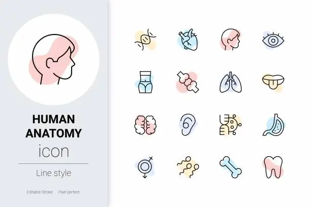 Vector illustration of Human Anatomy, thin line vector icon set.