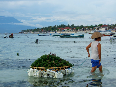 Horizontal landscape photo of a Balinese seaweed farmer pulling a basket filled with freshly harvested seaweed towards the beach at Nusa lembongan, an island off the coast of Bali