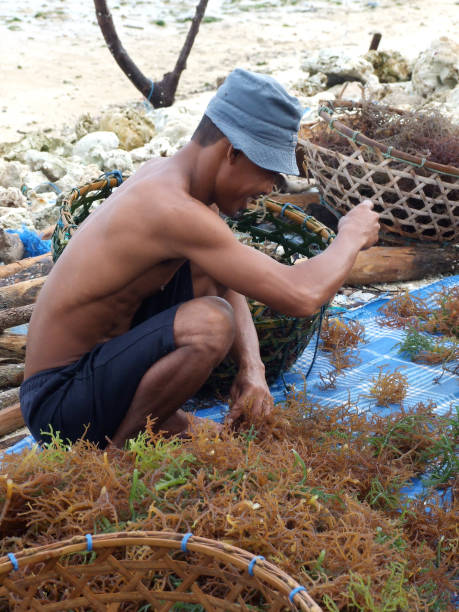 agricultor de algas marinhas balineses - algae agriculture nusa lembongan water - fotografias e filmes do acervo