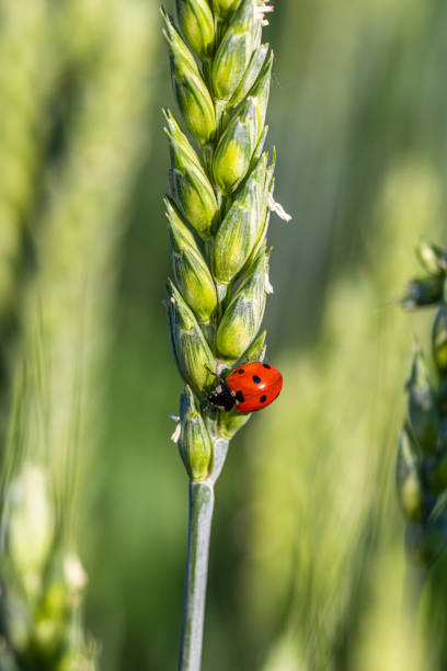istock ladybug sits on a green ear of wheat 1356425631