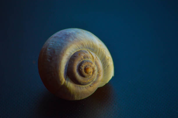 istock Close up of the spiral snail shell 1356426562