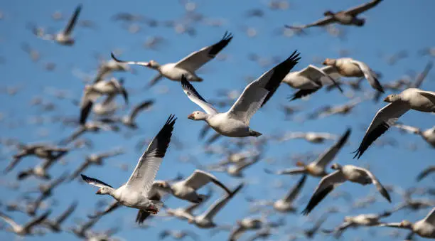 Photo of flight of a group of Canadian snow geese on the Chateauguay River