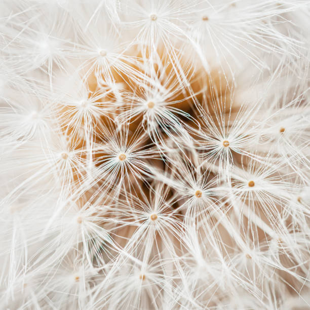 istock White dandelion head with seeds close-up. Natural spring or summer square background 1356426894